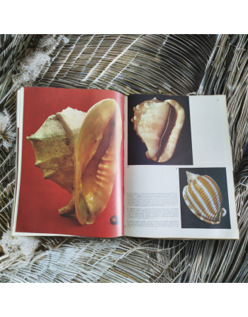 “Spécial la mer – Les coquillages” de Sergio Angeletti (1974, Éditions Grange Batelière – Paris)