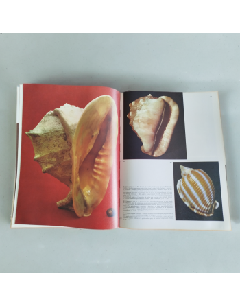“Spécial la mer – Les coquillages” de Sergio Angeletti (1974, Éditions Grange Batelière – Paris)