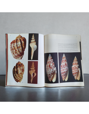 “Spécial la mer – Les coquillages” de Sergio Angeletti (1974, Éditions Grange Batelière – Paris)