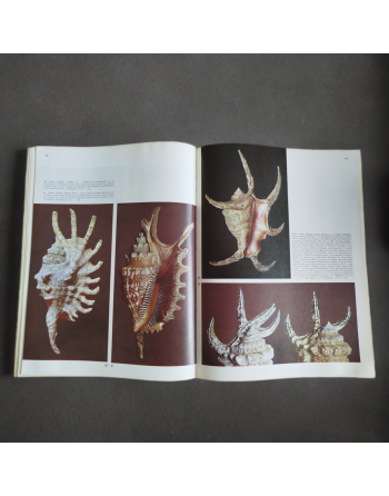 “Spécial la mer – Les coquillages” de Sergio Angeletti (1974, Éditions Grange Batelière – Paris)
