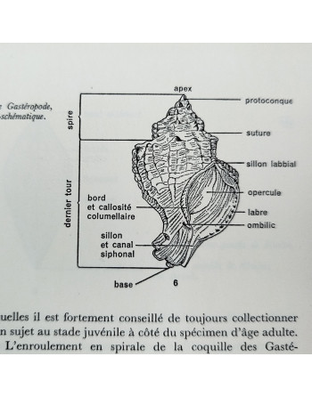 “Spécial la mer – Les coquillages” de Sergio Angeletti (1974, Éditions Grange Batelière – Paris)