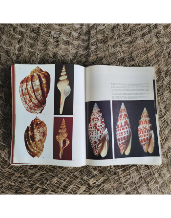 “Spécial la mer – Les coquillages” de Sergio Angeletti (1974, Éditions Grange Batelière – Paris)